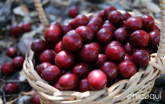 mermelada prunas chicuqui galletas decoradas 05