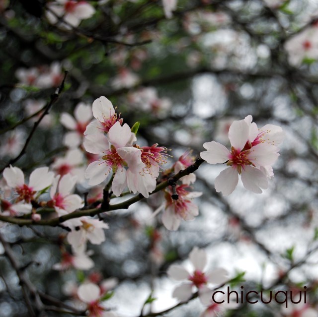 Almendros en flor primavera en galletas decoradas chicuqui.com